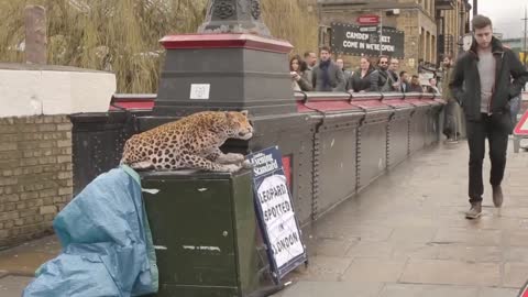 Crazy leopard prank