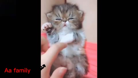 NEWBORN BABY CAT( LOVE ANIMAL)💕🐈️ #2