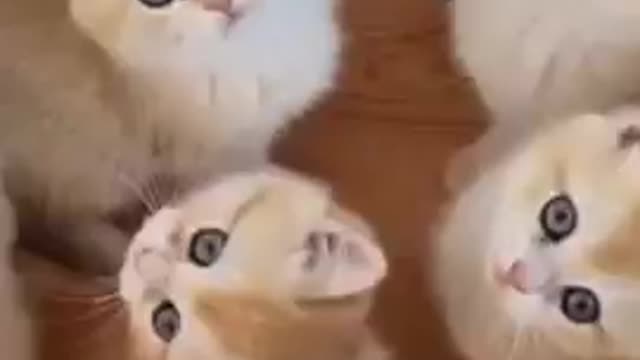 Cute Cats -- Cat Videos Compilation -- Funny Cats _shorts _cats