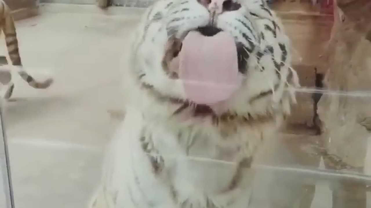 Best Funny Animal Video