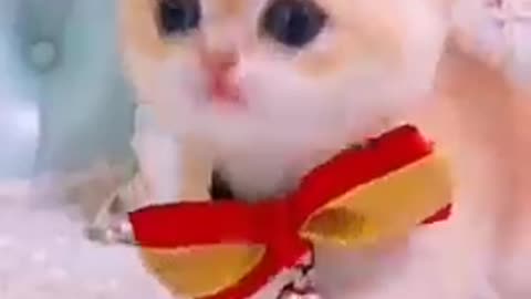 Cats Tik Tok Funny Video