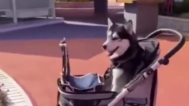 AWW Animals SOO Cute!Cute baby animals Videos Compilation cute moment of the animal