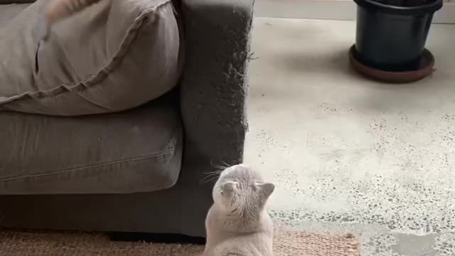 Fluffy fighting