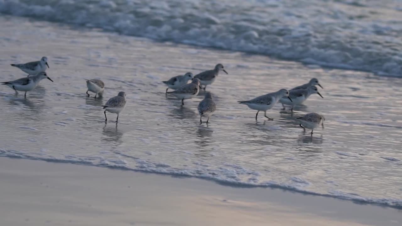 The Sanderling Dance