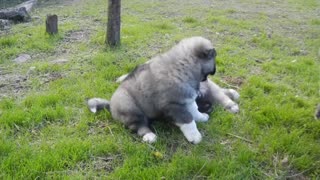 Caucasia shepherd puppies