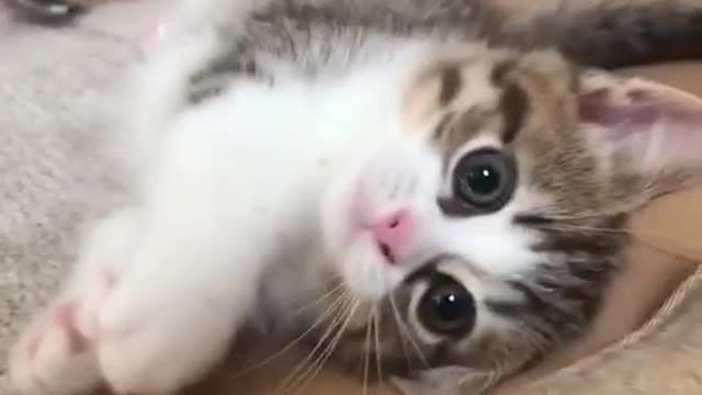 Adorable cute kitten Compilation Funny Vines 2021 😍😂🤣