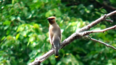 Cedar Waxwing