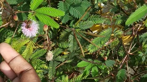 Thotta chinugi plant -Mimosa pudica