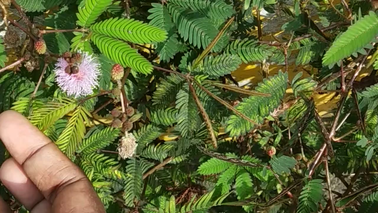 Thotta chinugi plant -Mimosa pudica