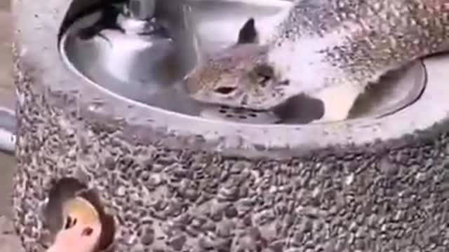 Top FUNNY SQUIRREL VIDEOS - PREPARE YOURSELF to LAUGH ULTRA HARD!