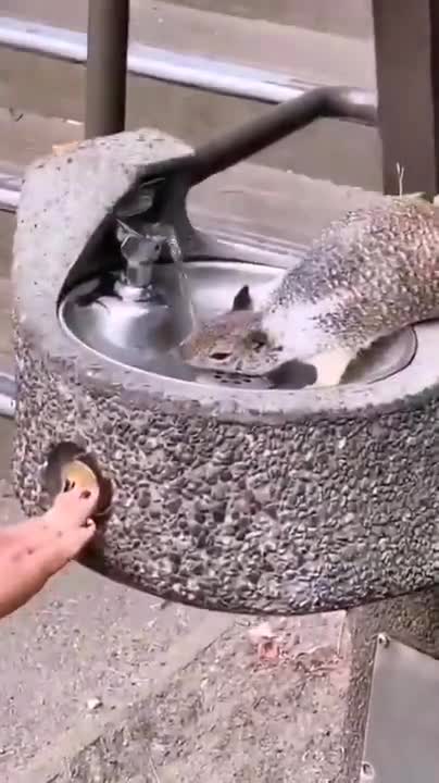 Top FUNNY SQUIRREL VIDEOS - PREPARE YOURSELF to LAUGH ULTRA HARD!