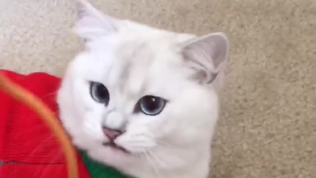 Funny Cat ||Cat playing ||