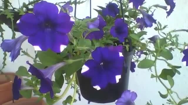 Lindas flores da petúnia azul e branca em um vaso suspenso na floricultura [Nature & Animals]