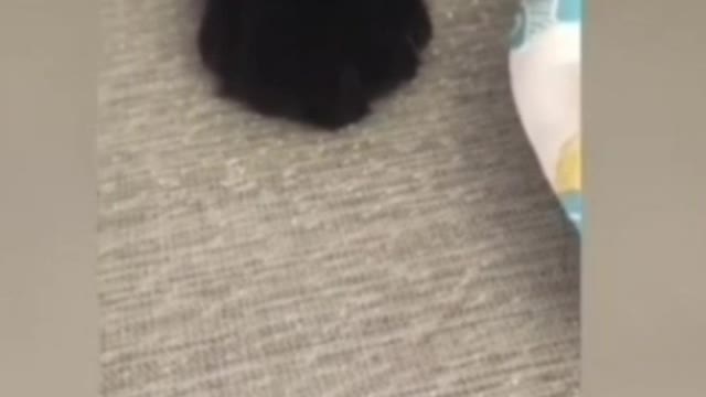 Little kitten in disguise steals leftovers