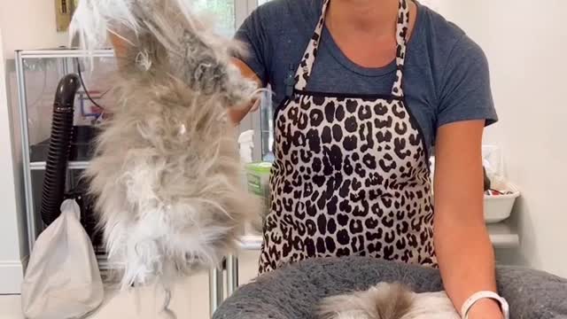 The importance of cat grooming