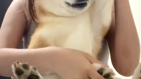 Cute dog