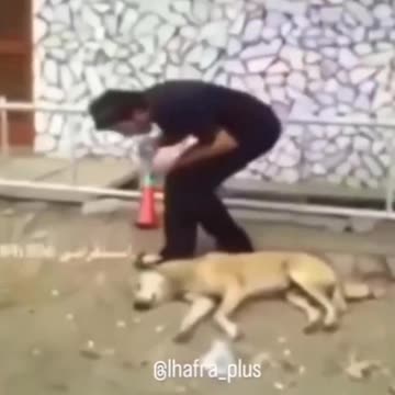 Animals Are Funny #2