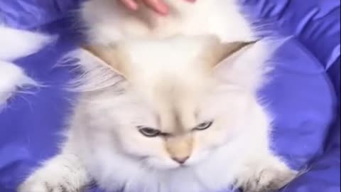 Brush, brush cat