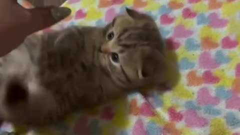 What a Cute Kitten💖