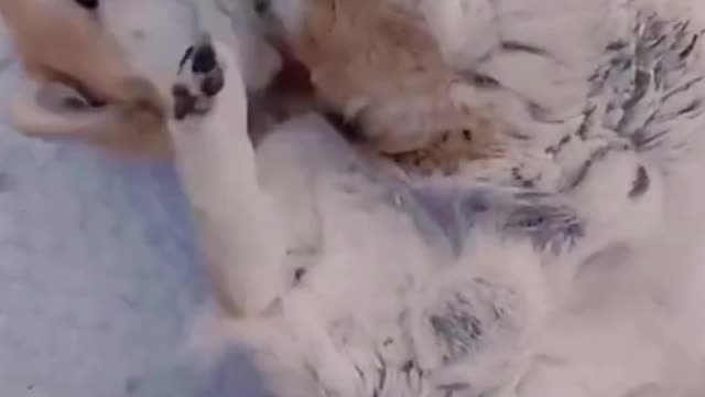 When you went to yoga and you liked it | funny cute dogs