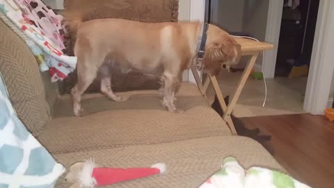 5 days of puppy tantrums.