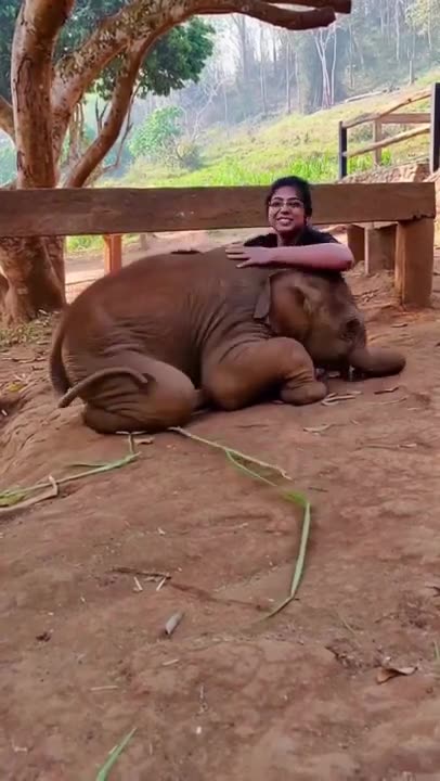 affectionate baby elephant 😍