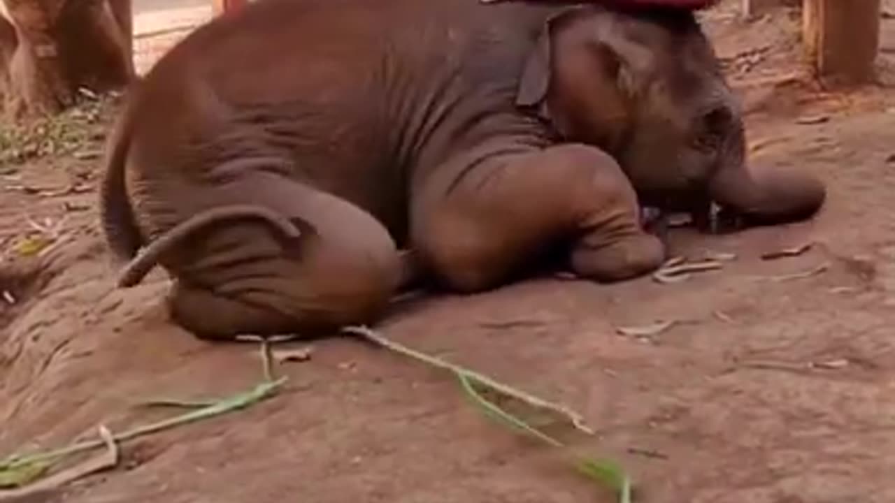 affectionate baby elephant 😍