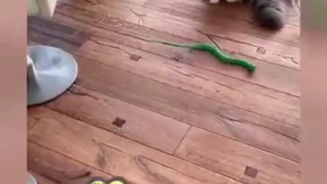 Cat and dog -10