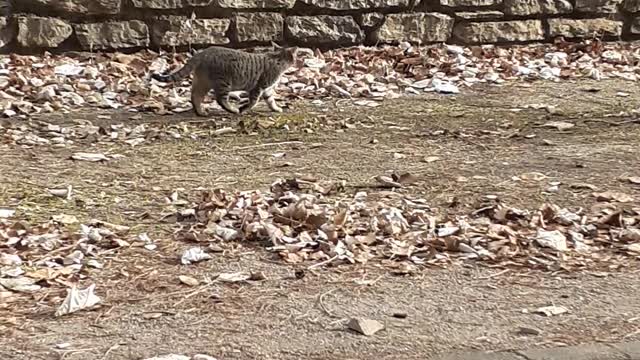 Two cats