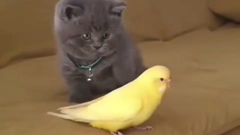 Funny cat with bird cuteee