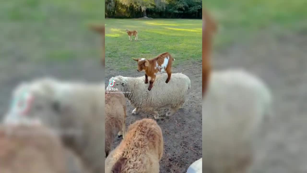 Funny animals tiktok