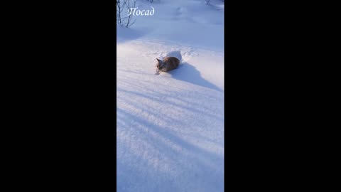 When too much snow fell