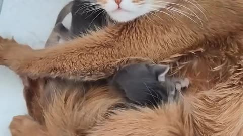 Cute cat breast feeding #cats