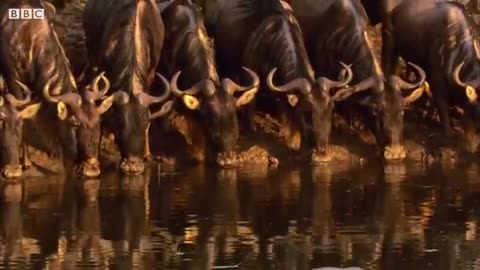 Underwater Ambush from Crocodile | BBC Earth