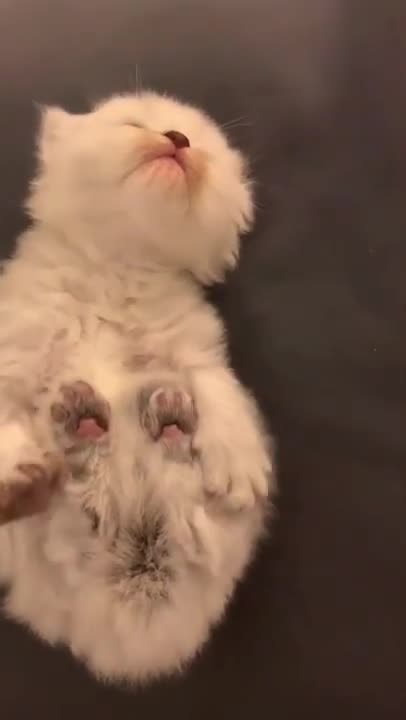 .cute and funny cat shorts❤🤣#shorts #cat #cutecat