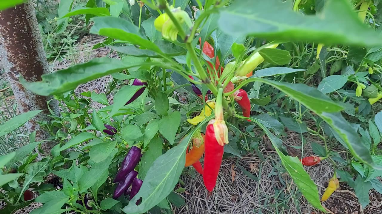 A Tour of Our Pepper Plants in September Part 2