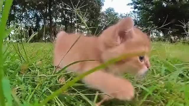 When Kitty run amezing view...usa