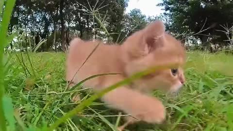 When Kitty run amezing view...usa