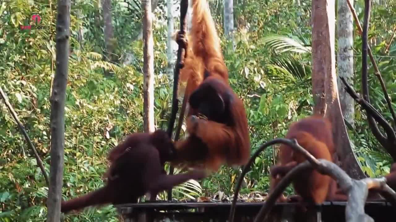 What Happened When an Orangutan Mother and Her Baby Were Reunited