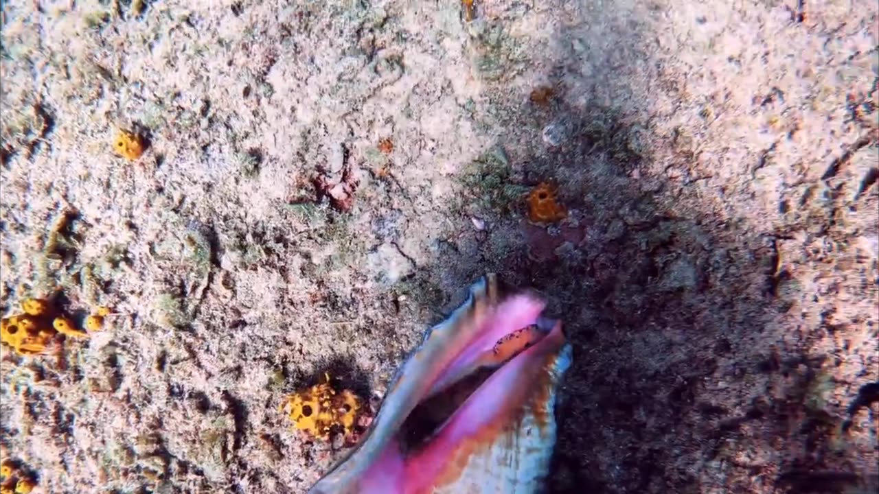 How To Catch Clean & Prepare QUEEN CONCH | Nature's Blue Pill!