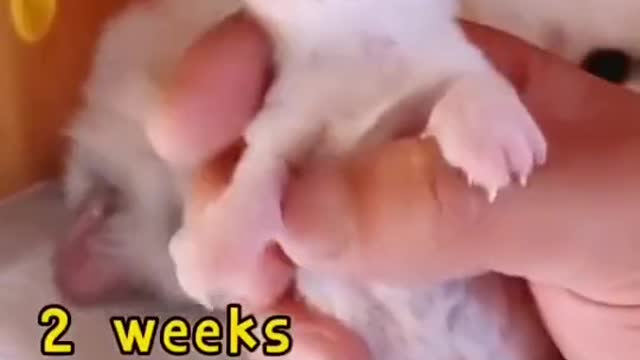 Adorable kittens Time laps from first day to growth | funny cat Shorts videos 2021