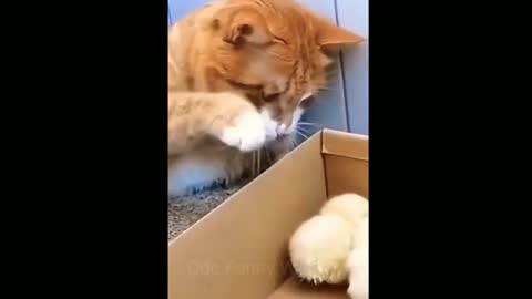 Cute Animals In The World