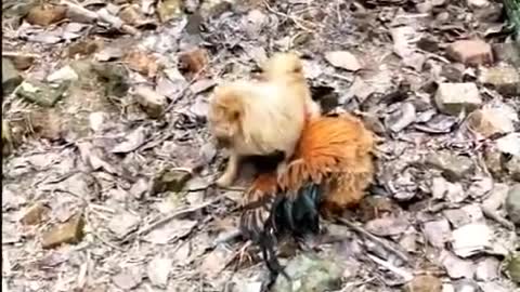 Chicken VS Dog Fight - Really Funny 😂😂😂