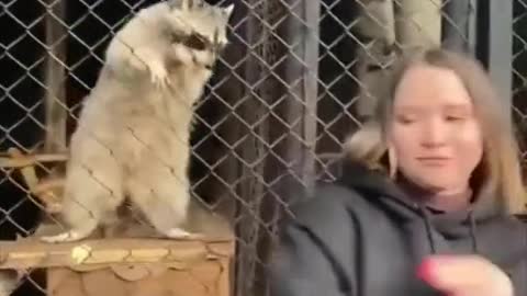 Crowd of dogs