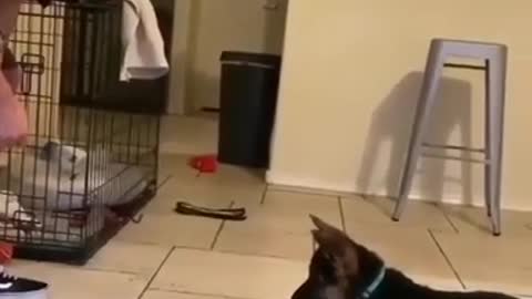 Dog training video