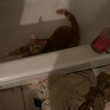 My cat preparing for his afternoon bath