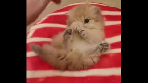 Cats Lovely moments funny and cute