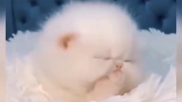 cute cute cat