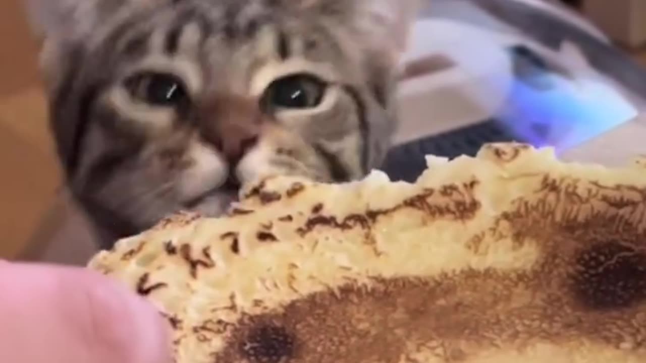 Pancake Cat