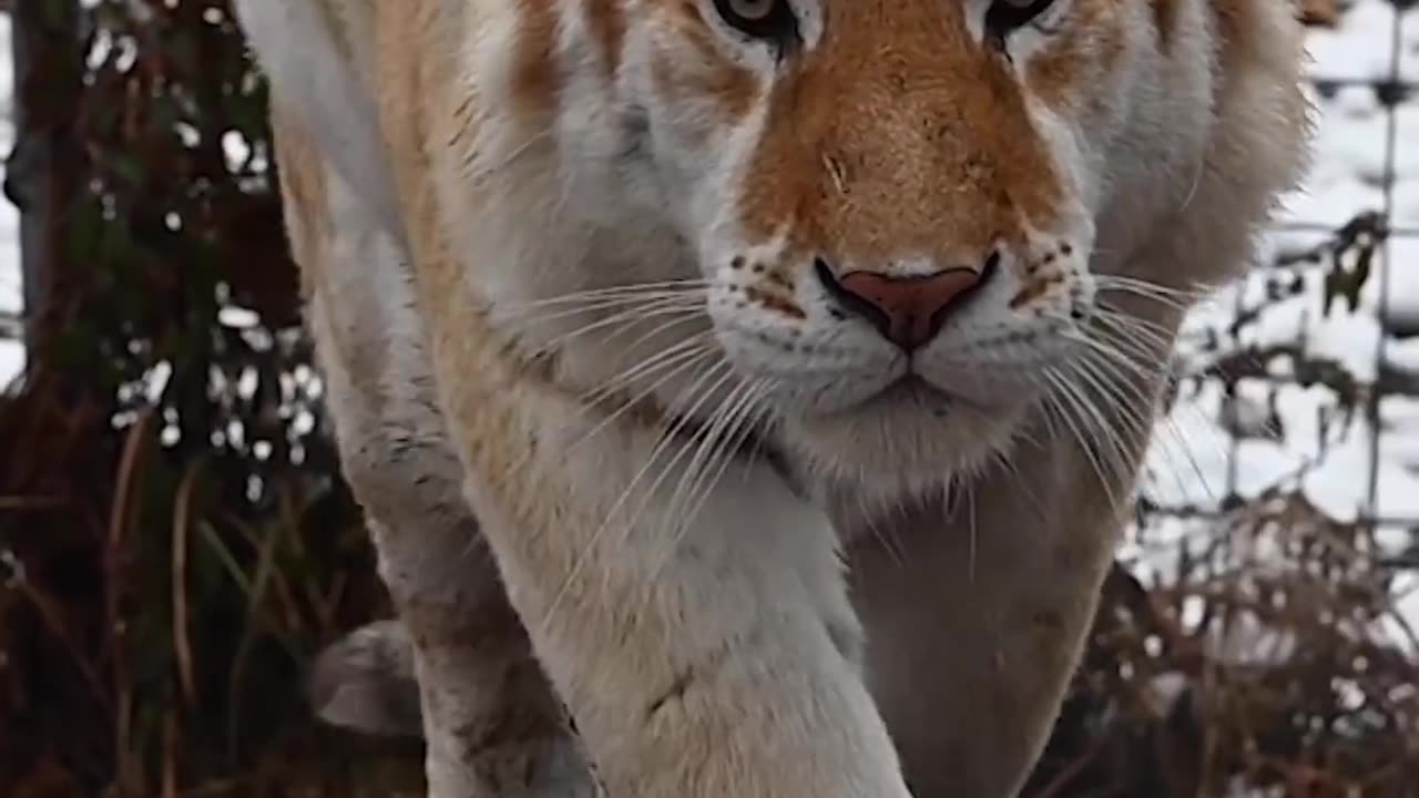 Well HELLO , Tiger